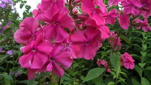 Флокс метельчатый  'Краса' ('Krassa') - Выведен Н.С. Красновой в  1950г