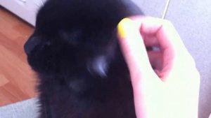 #мейнкун Самый злой кот в мире: мейн-кун Рихард. Angry cat
