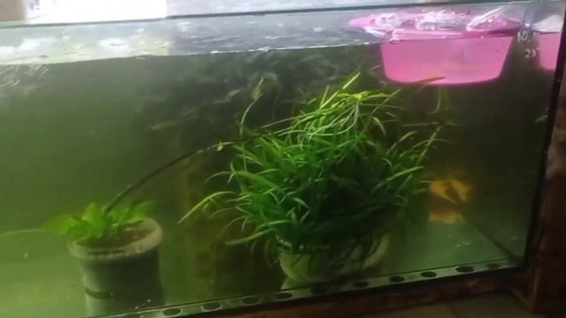 Обзор спустя месяц отсутствия смотреть онлайн