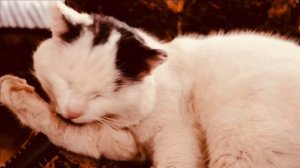 Кисёк мурчит как трактор. Кошачий ASMR