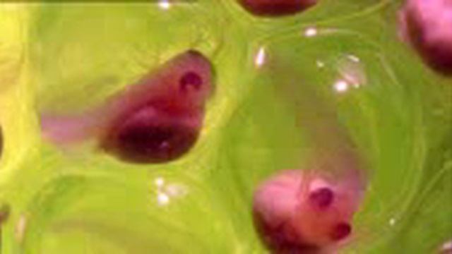 Икра красноглазой квакши (Agalychnis callidryas) смотреть онлайн