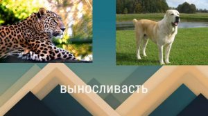 Противостояние Леопард против Алабая