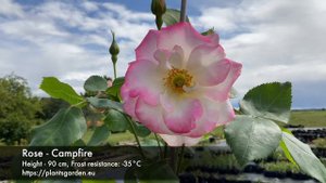 Rose - Campfire 4K