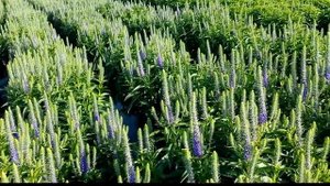 Best Perennials, Veronica 'Royal Candles' (Speedwell)