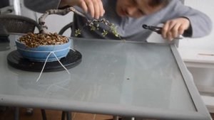 Бонсай хеномелес(Chaenomeles) Бонсай из айвы. Советы по уходу.