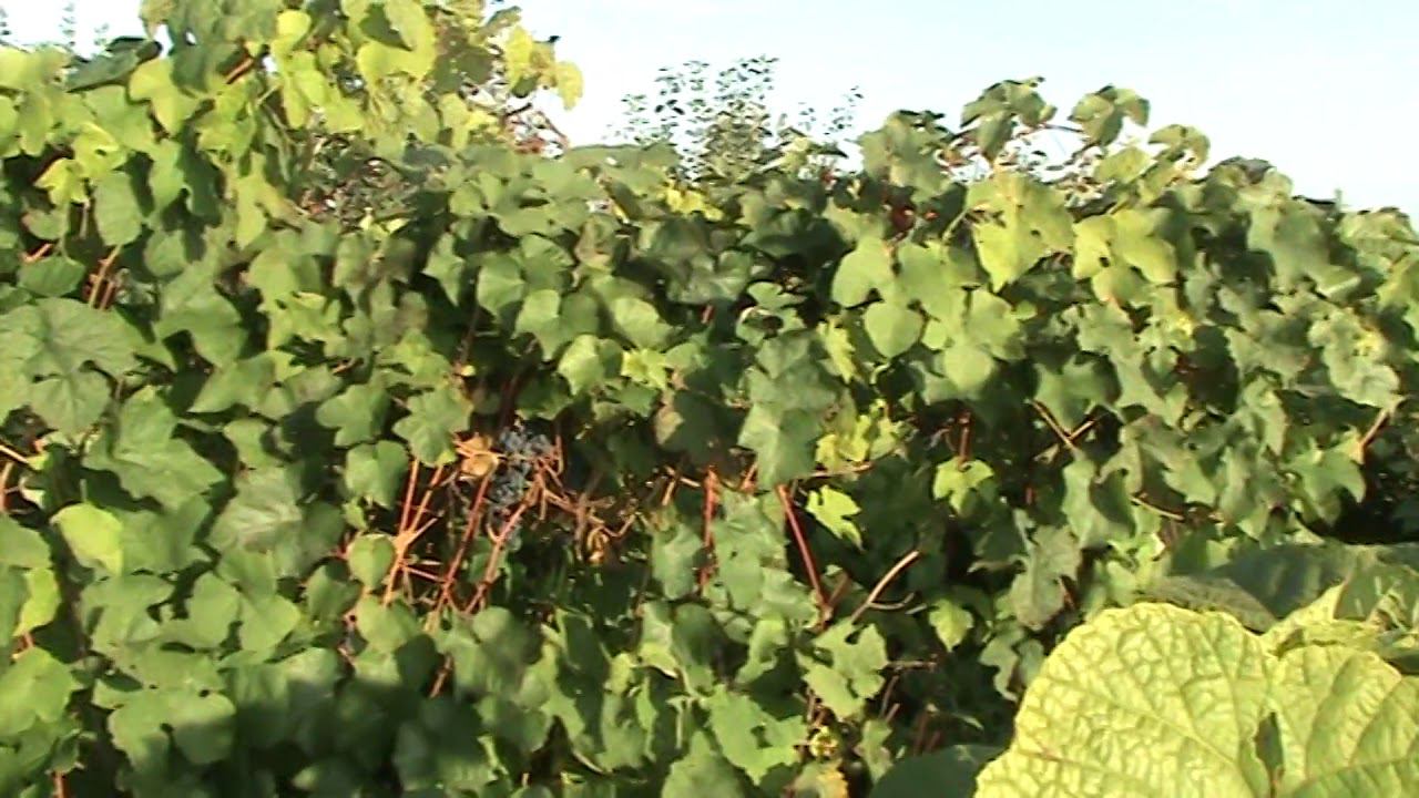 виноградник 2019Новый проект