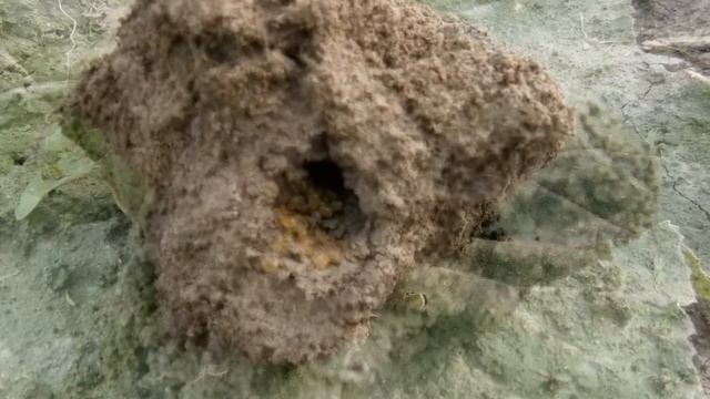 Гнездо медведки с яйцами смотреть онлайн