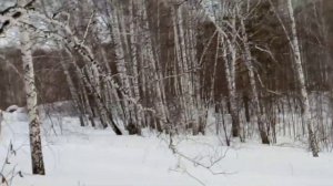 Как я заработал миллион на сборе Чаги.