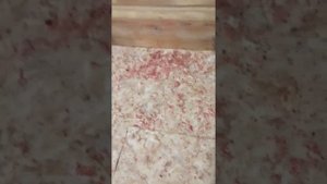Как реально работает отрава для мышей и крыс ! Это п-ц..