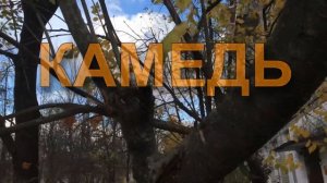 Делаем чернила из грибов. Чернильный гриб навозник белый.