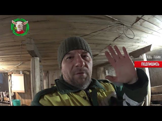 Сарай для коз подстилка и питье
