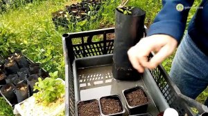 Как прорастить и вырастить софору японскую?!