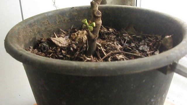 Урожай последних ягод КАЛАМОНДИНА смотреть онлайн