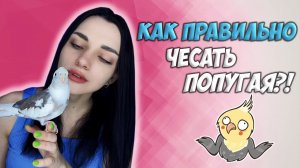 КАК ПРАВИЛЬНО ЧЕСАТЬ ПОПУГАЯ?