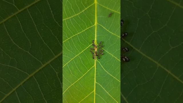 МУРАВЬИ ДОЯТ ТЛЮ #shorts смотреть онлайн