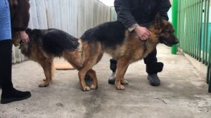 Немецкая Овчарка Радж. 2Года 9мес. Вязка 4K