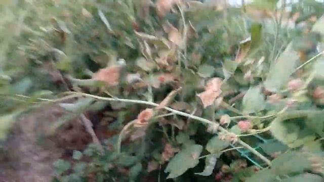 Малина в парнике: в жару +40° смотреть онлайн