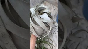 Air plant Tillandsia care