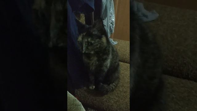 Как кошка реагирует на кошачий вой