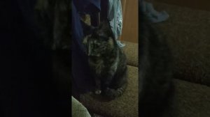 Как кошка реагирует на кошачий вой