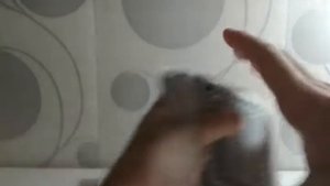 Какую колоду карт купить!?