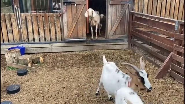 Весна на Городской ферме смотреть онлайн