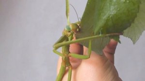 Giant Stick Insect - PHASMA GIGAS ГИГАНТСКИЙ ПАЛОЧНИК