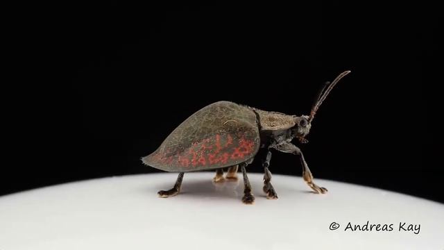 Жук черепашка. смотреть онлайн