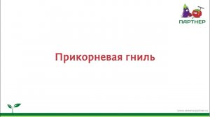 Прикорневая гниль на томатах
