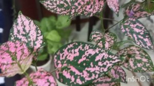Познакомьтесь!!!!Это гипоэстес!!!/Уход за растением💚💚💚🪴🪴🪴