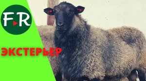 Как должен выглядеть романовский баран? Экстерьер романовской породы. ООО Романовское