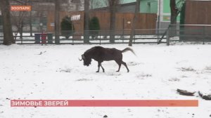 Как зимуют животные в ростовском зоопарке