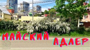 Майский Адлер