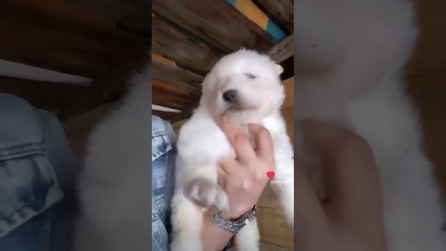 Самоедская лайка