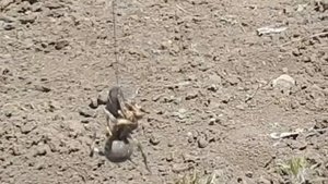 Тарантул - большой Южнорусский ядовитый паук  !!!Я ловец ПАУКОВ!!!