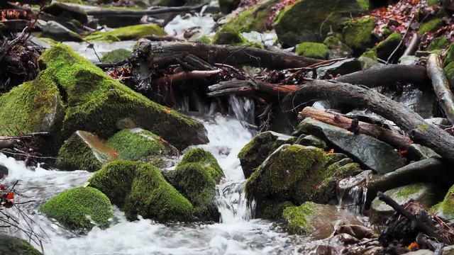 Dan Gibson’s Solitudes - Give Me Your Hand | Celtic Seashore смотреть онлайн