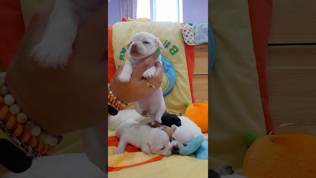 Аяз Хакан мальчик чихуахуа белый с голубыми глазами, продажа Симферополь Крым Кастропуло купить смотреть онлайн