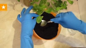 Как вырастить мяту дома за несколько дней! Лайфхак от Мармеладной Лисицы!