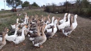 Холмогорские гуси на продажу! Тел. 89895202490