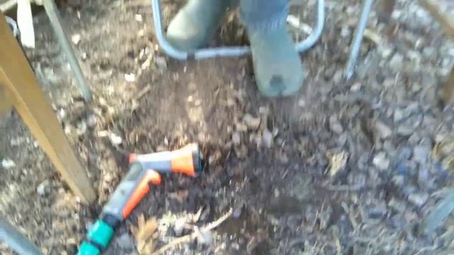 Growing agapanthus from seed смотреть онлайн