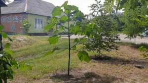 Медоносы для пчёл. Эводия "Даниэля" Медовое дерево. Павловния.