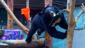 Спасенные от браконьеров, истощенные гималайские медведи набрали вес в Московском зоопарке