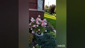 гортензия метельчатая Сендей Фрейз, цветение за сезон,  север, грунт-песок
