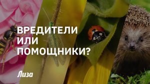 Вредители или помощники: с кем бороться на своем огороде?