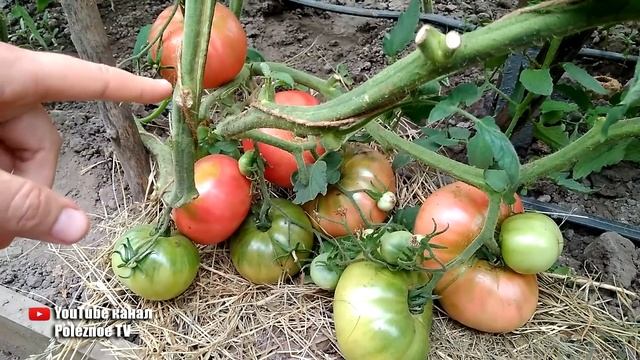 КОРОЛЬ ГИГАНТОВ ОБАЛДЕННЫЙ ВЫСОКОУРОЖАЙНЫЙ СОРТ ПОМИДОР смотреть онлайн