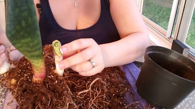 Dividing Whale Fin Sansevieria |Sansevieria Masoniana| Graceful Plants смотреть онлайн