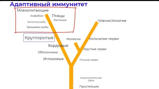 Как развивался иммунитет исторически - филогенез иммунитета. # Иммунология #Иммунитет #История смотреть онлайн