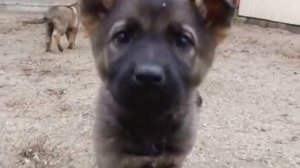 Щенки немецкой овчарки (рабочее разведение)