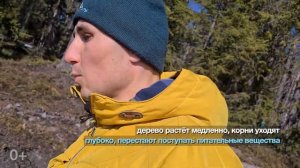 Почему kelo такое? Отличие от обычной сосны. СК Строим Дом Мечты.