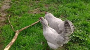 КУРЫ АМЕРАУКАНА ЛАВАНДА. #shorts